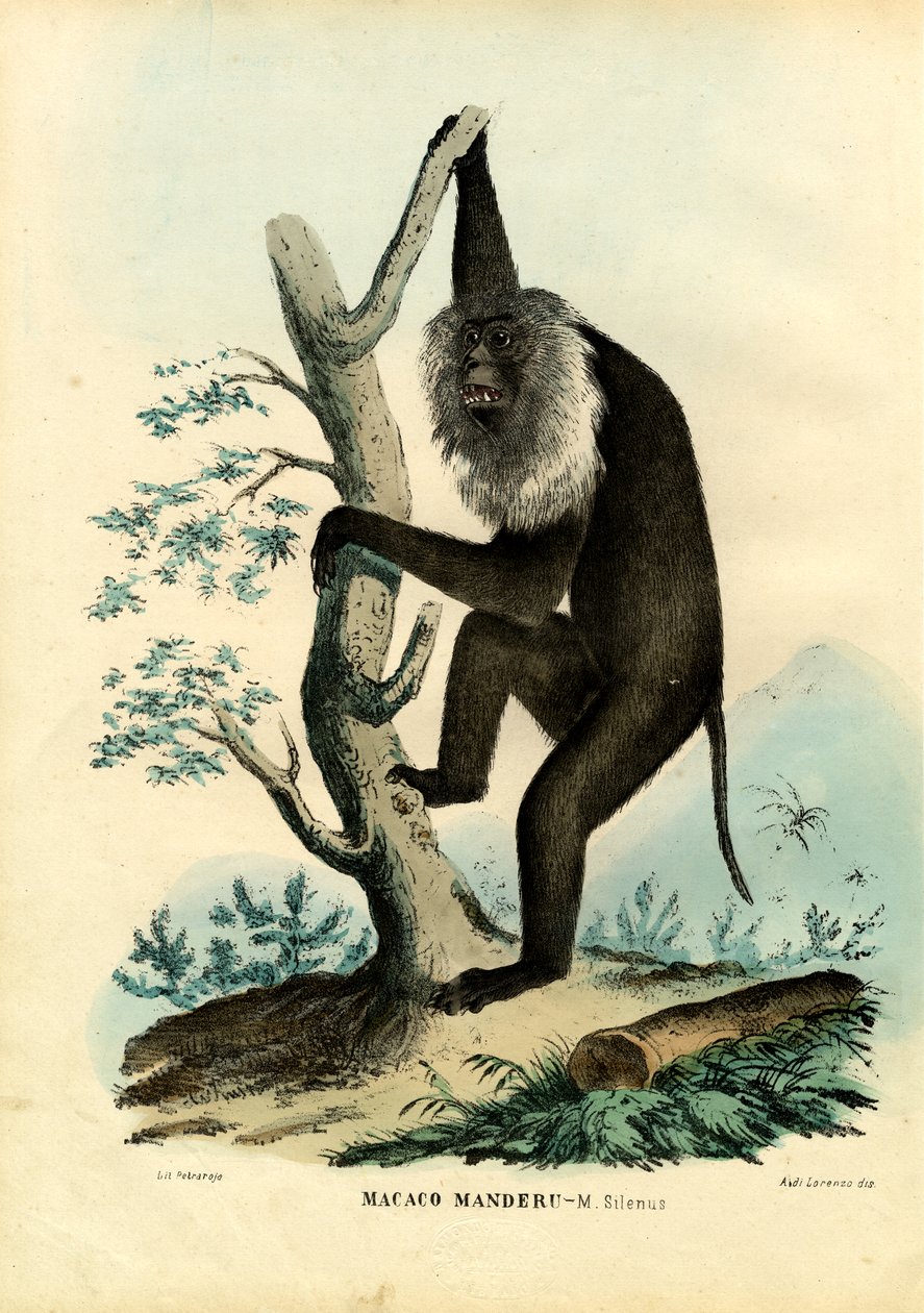 Wanderoo, 1863-79 af Raimundo Petraroja