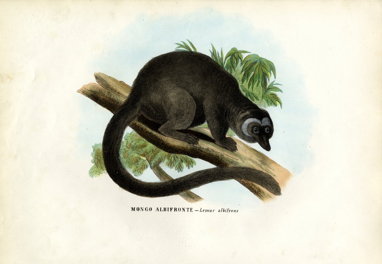 Hvidhovedet brun lemur, 1863-79 af Raimundo Petraroja