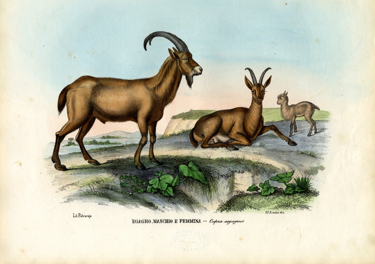 Vildgeden, 1863-79 af Raimundo Petraroja
