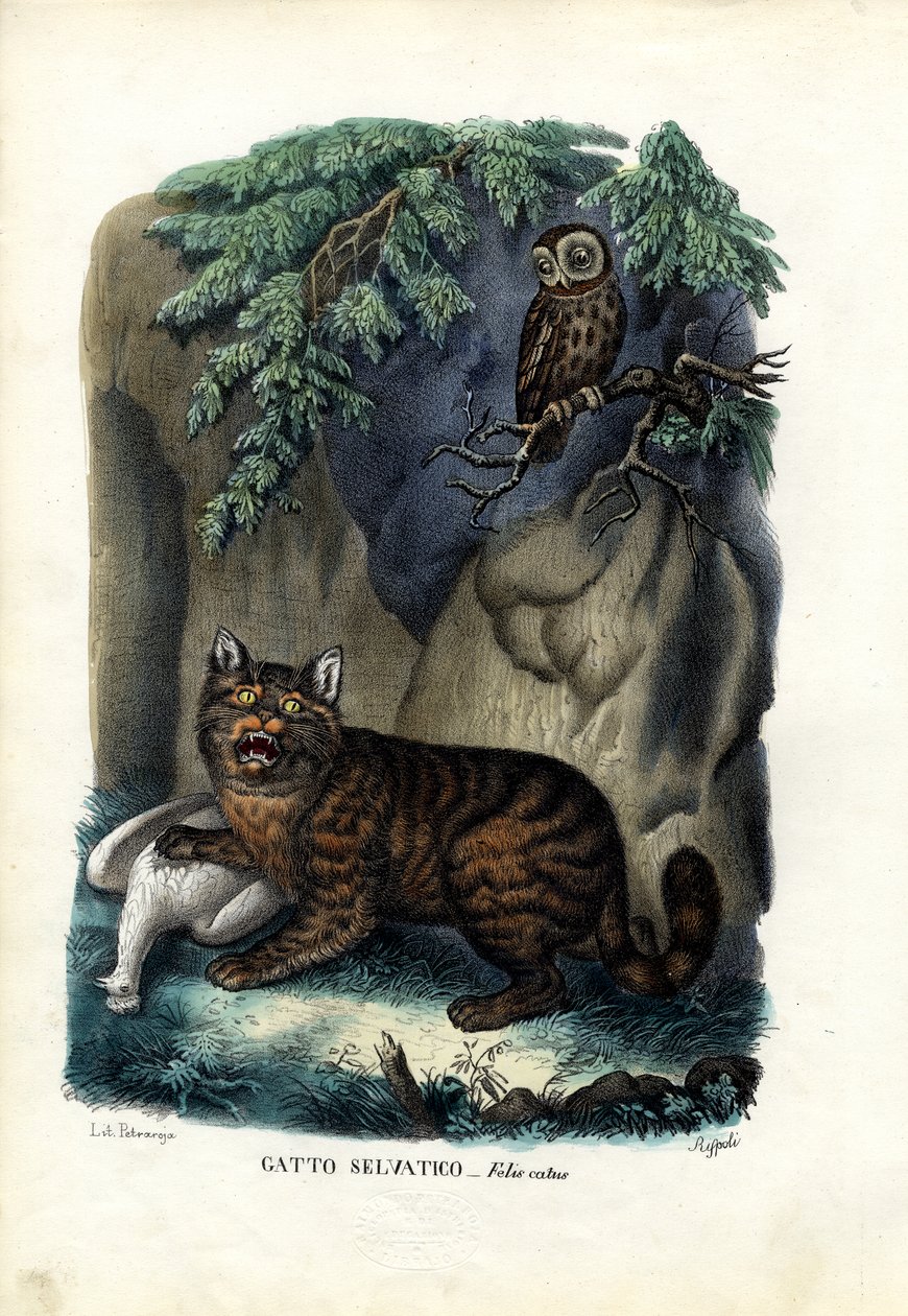 Vildkat, 1863-79 af Raimundo Petraroja