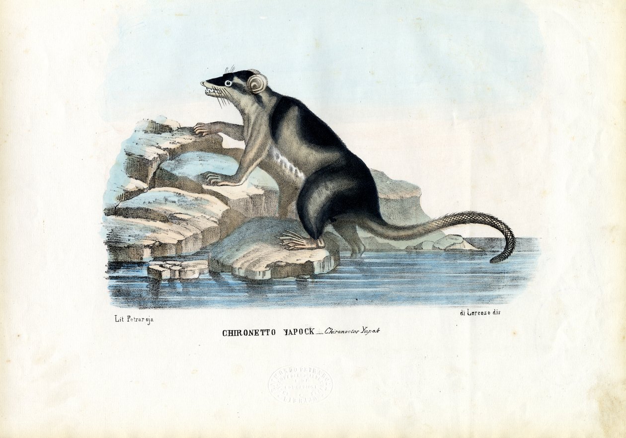 Yapok, 1863-79 af Raimundo Petraroja