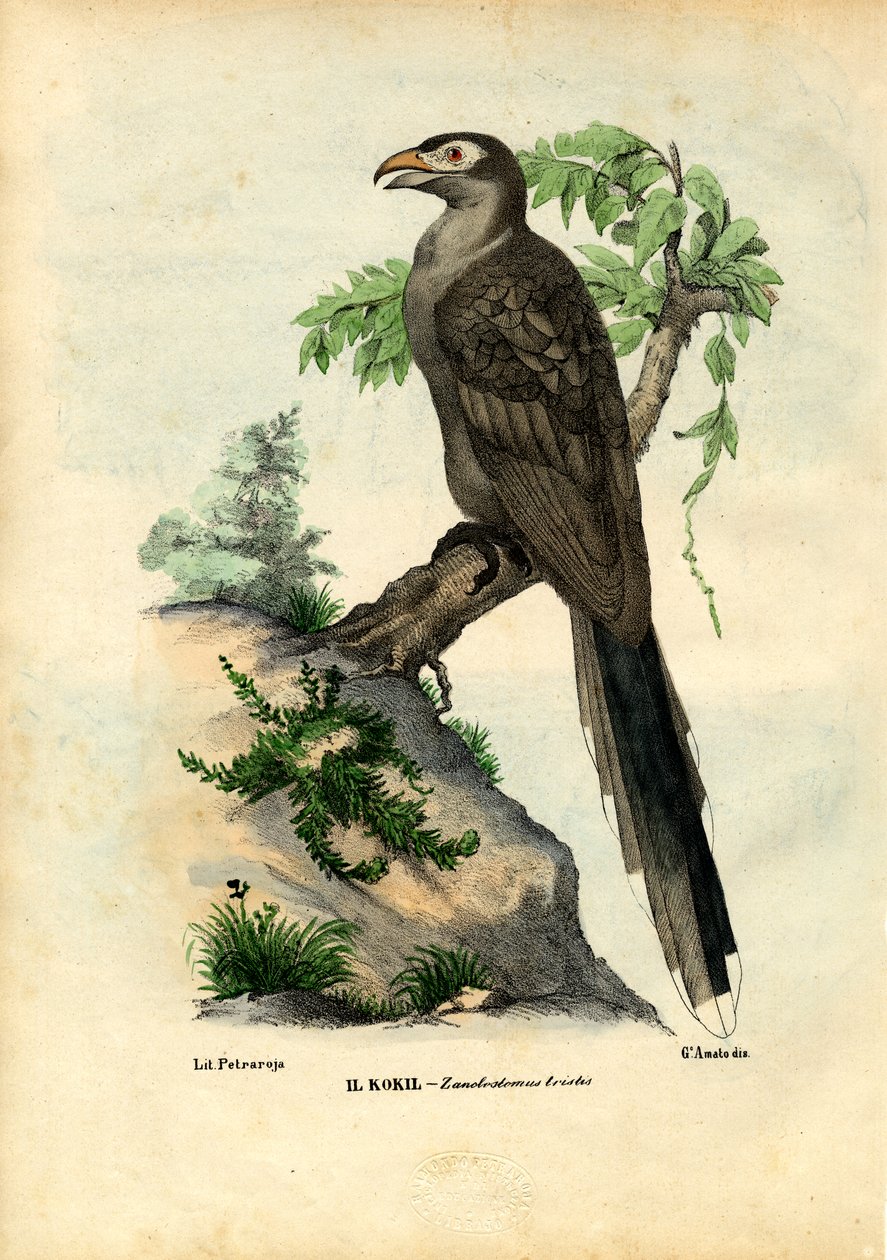 Gulnæbbet gøg, 1863-79 af Raimundo Petraroja
