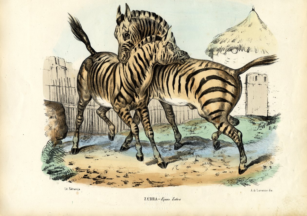Zebra, 1863-79 af Raimundo Petraroja