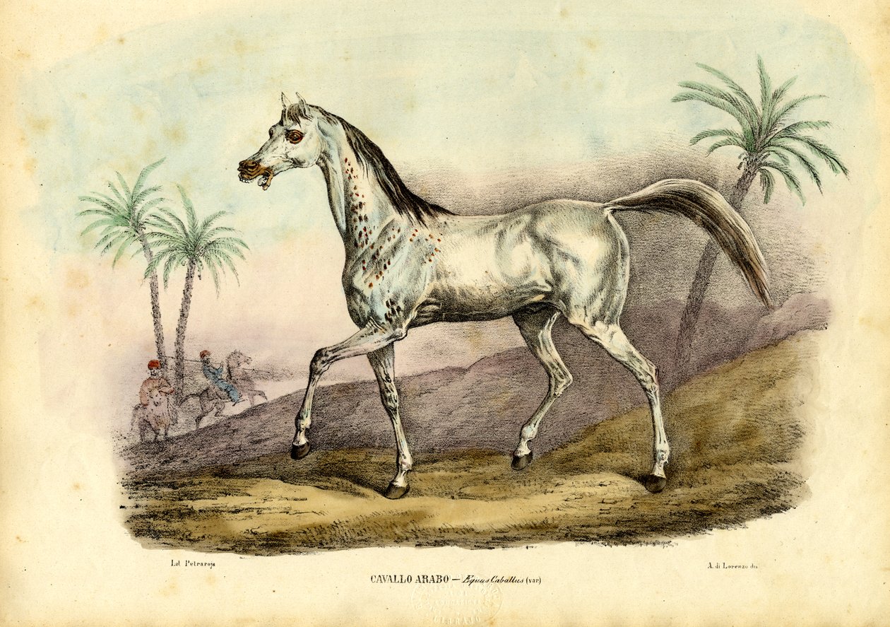 Arabisk Hest, 1863-79 af Raimundo Petraroja