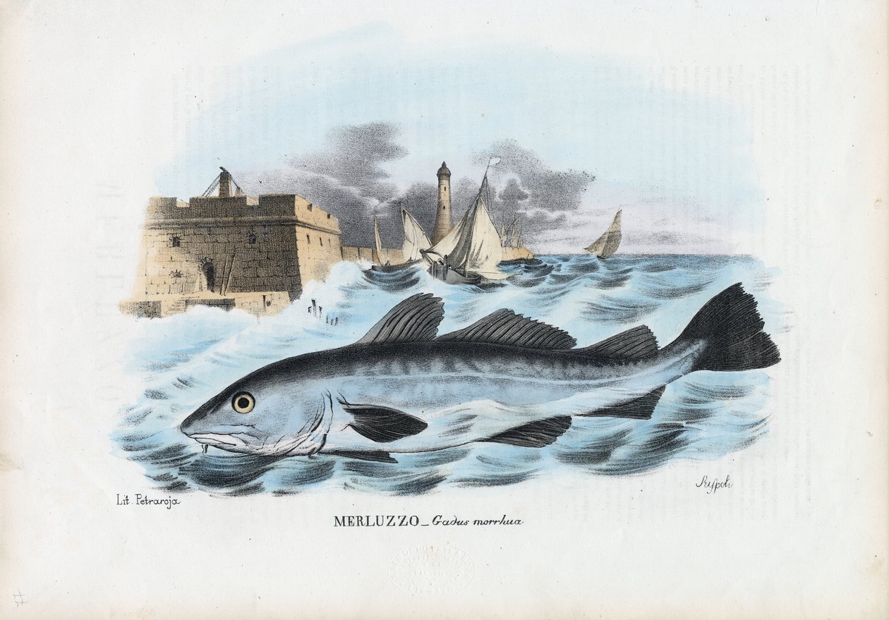 Atlantic Cod, 1863-79 af Raimundo Petraroja