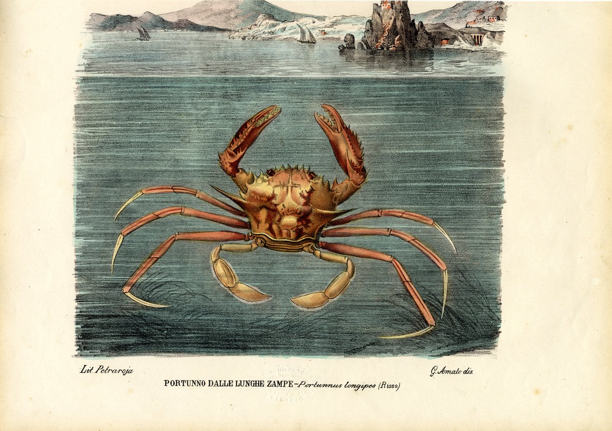 Krebsdyr, 1863-79 af Raimundo Petraroja