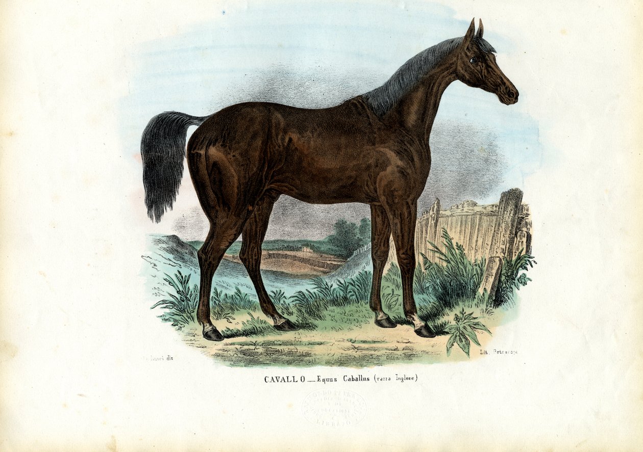 Engelsk Hest, 1863-79 af Raimundo Petraroja