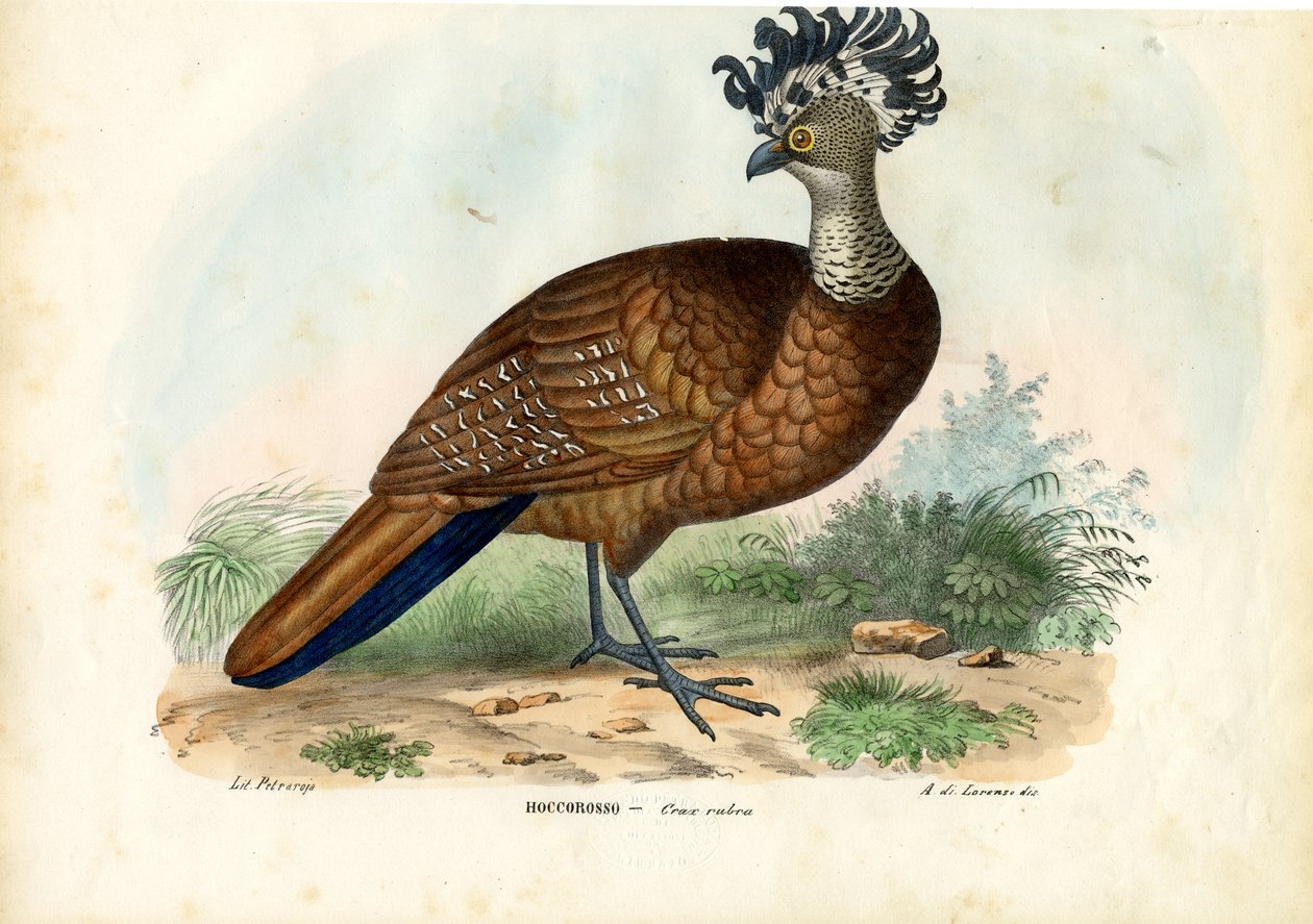 Store Curassow, 1863-79 af Raimundo Petraroja