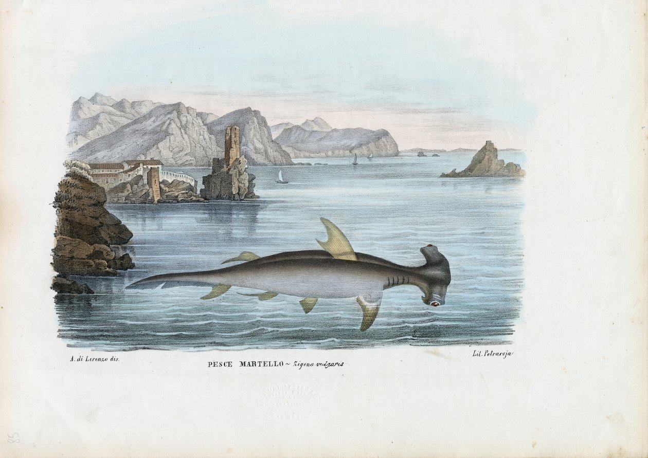 Hammerhead, 1863-79 af Raimundo Petraroja
