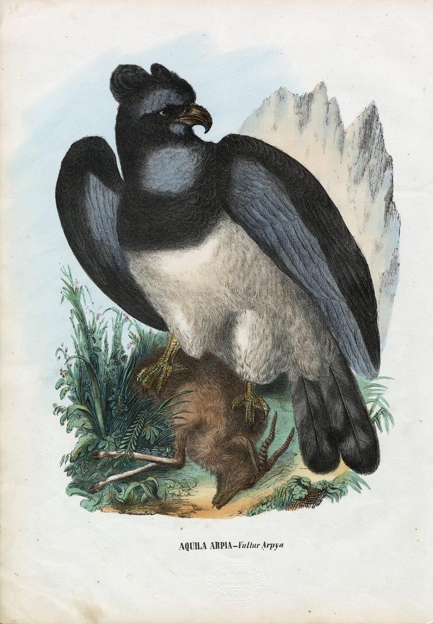 Harpy Eagle, 1863-79 af Raimundo Petraroja