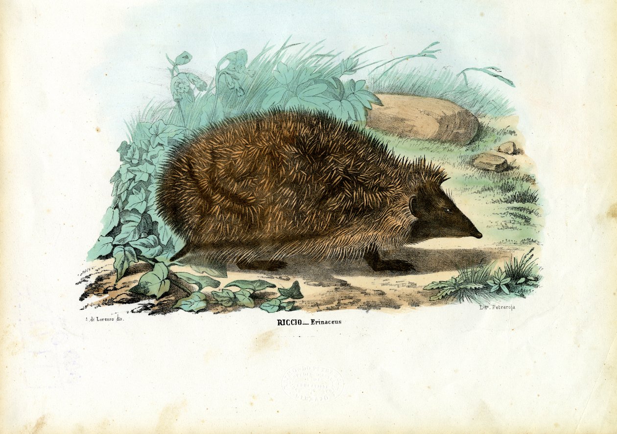 Pindsvin, 1863-79 af Raimundo Petraroja