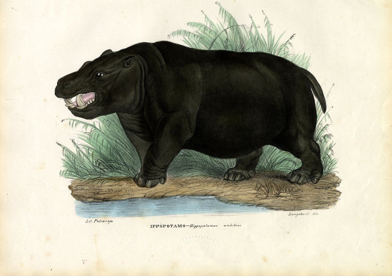 Flodhest, 1863-79 af Raimundo Petraroja