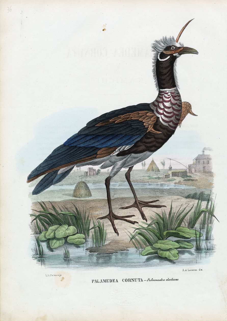 Hornskriger, 1863-79 af Raimundo Petraroja