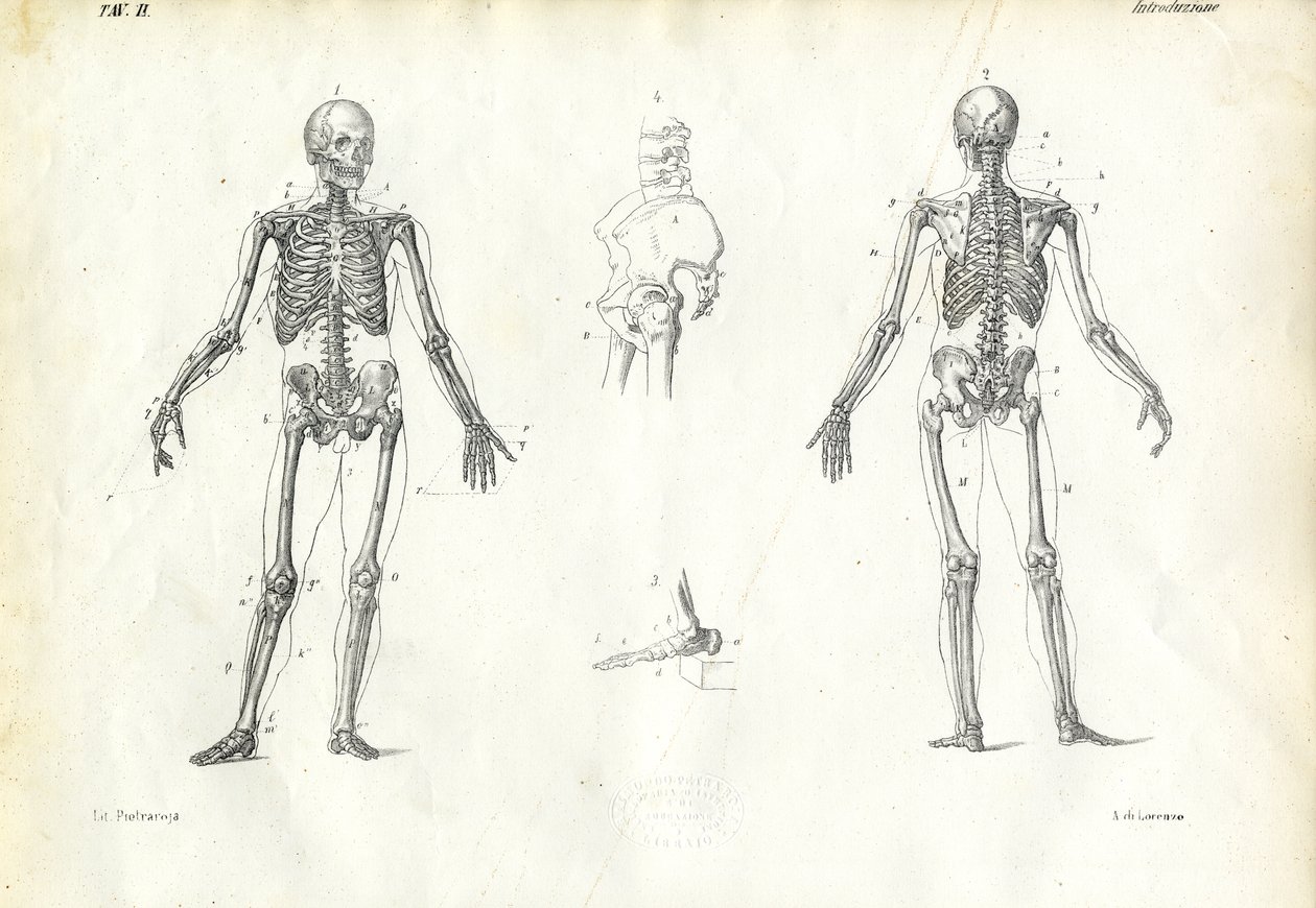 Human Being, 1863-79 af Raimundo Petraroja