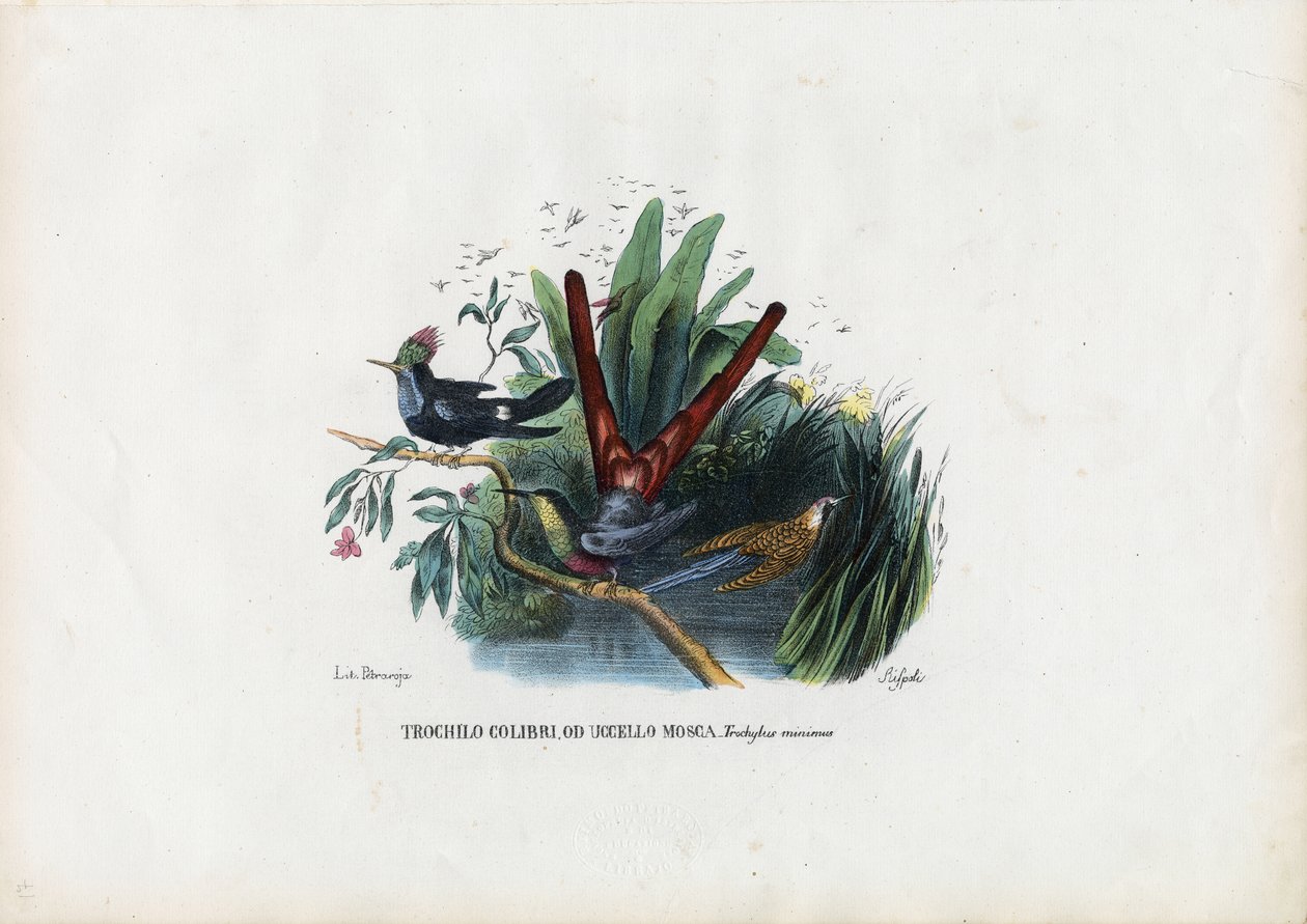Kolibrier, 1863-79 af Raimundo Petraroja