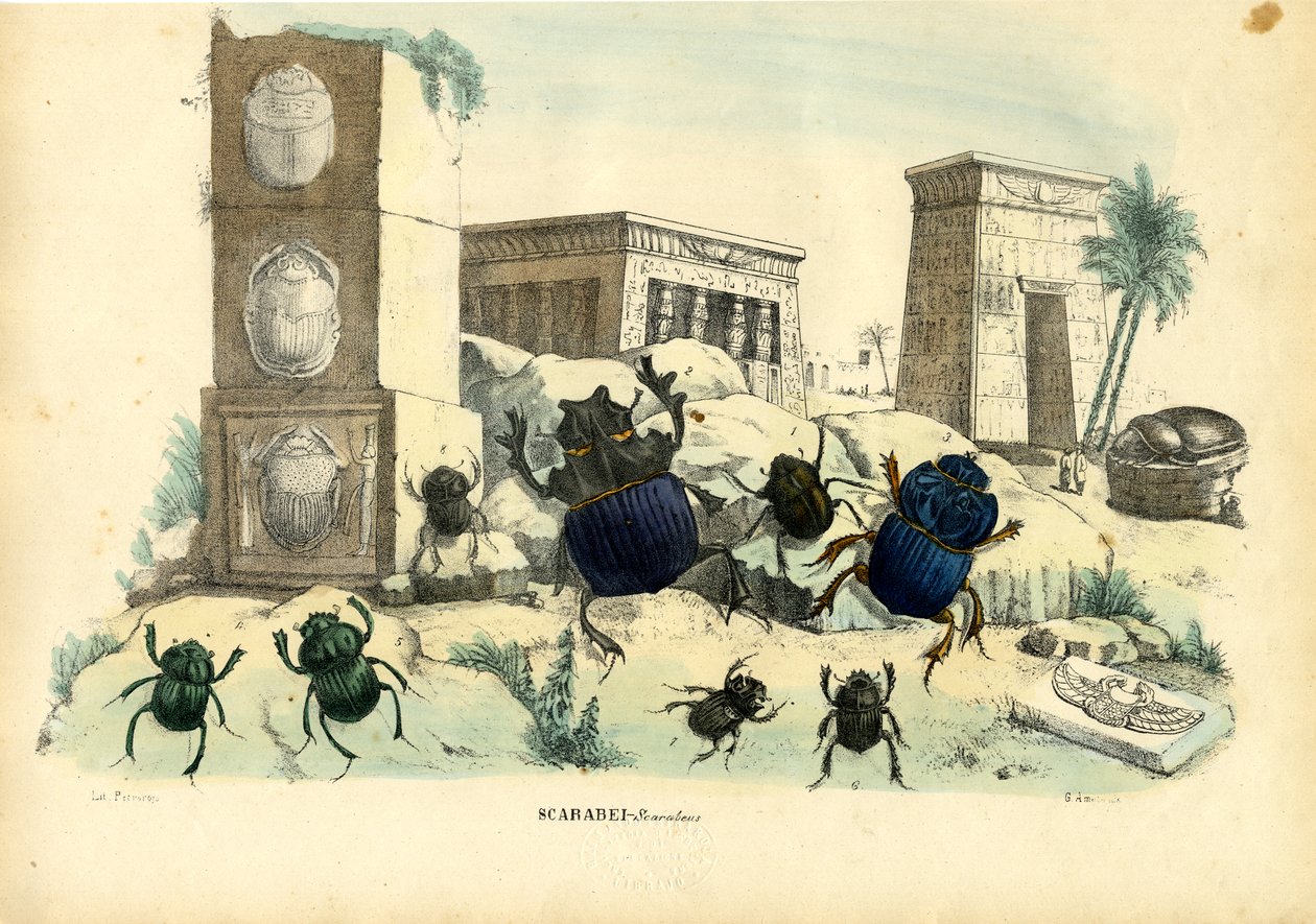 Scarab biller, 1863-79 af Raimundo Petraroja