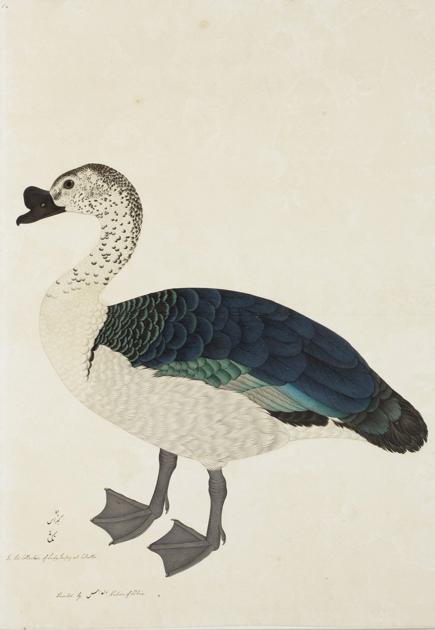 A Comb Drake (Sarkidiornis melanota), ca. 1780 (ugennemsigtigt wc på papir) af Ram Das