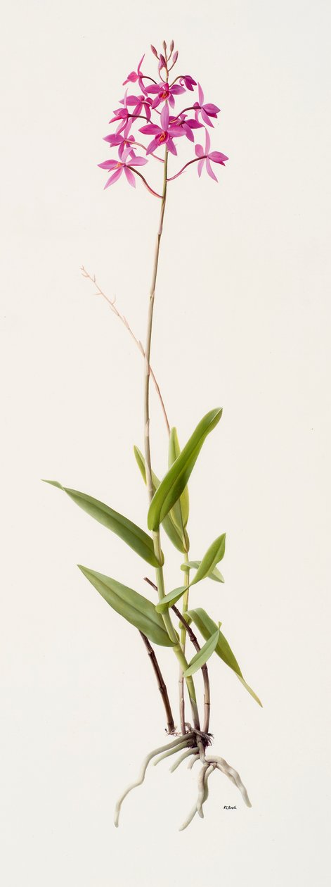 Barkeria skinneri (olie på papir) af Raymond Booth