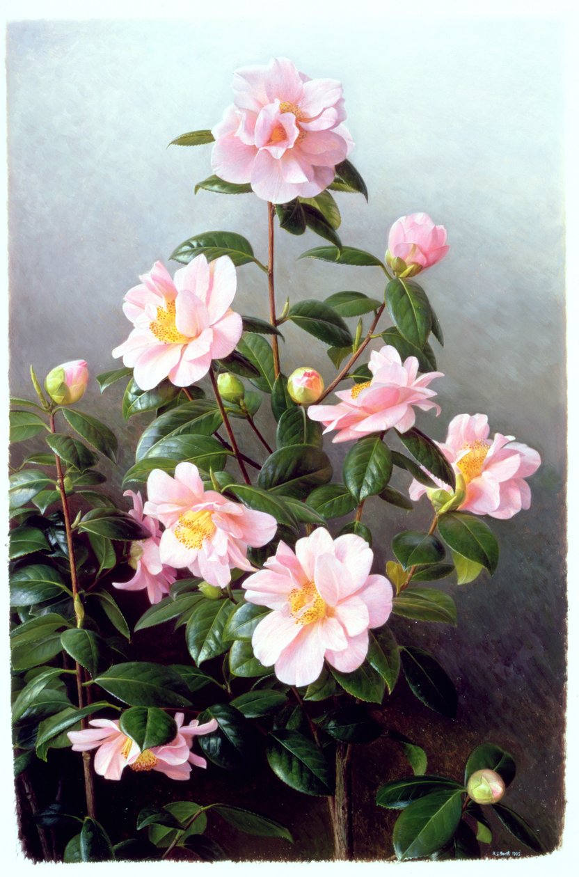 Camellia Japonica-sort af Raymond Booth