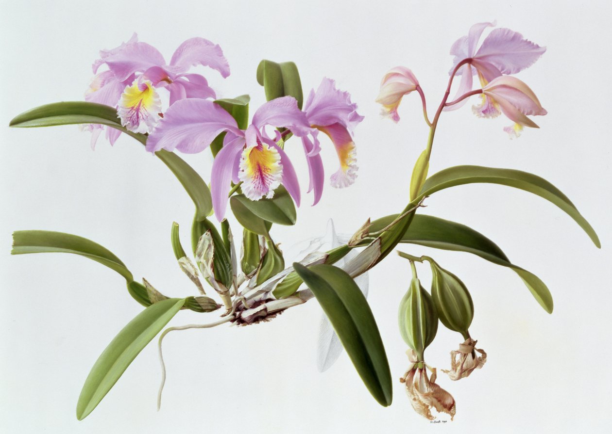 Cattleya Mossiae af Raymond Booth