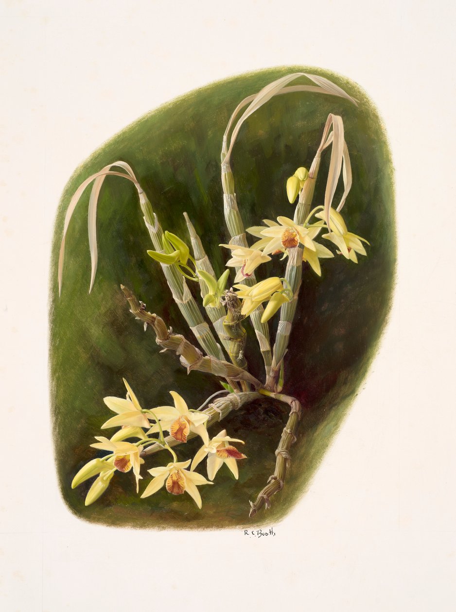 Dendrolium aureum (olie på papir) af Raymond Booth