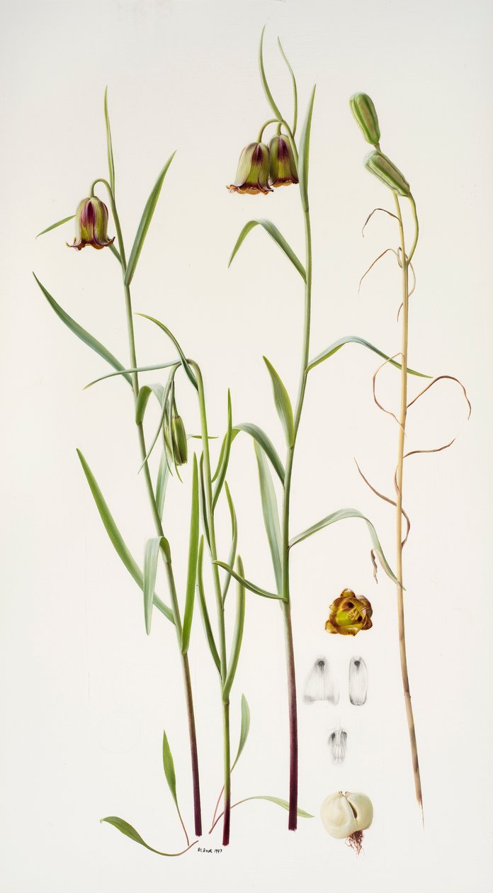 Fritillaria af Raymond Booth