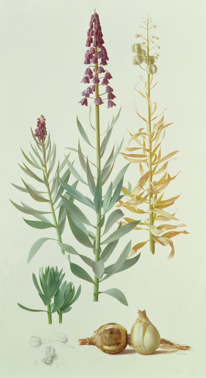 Fritillaria Persica af Raymond Booth