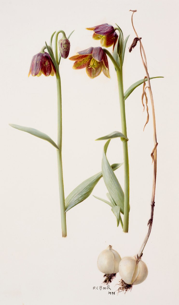 Fritillaria daviesii af Raymond Booth
