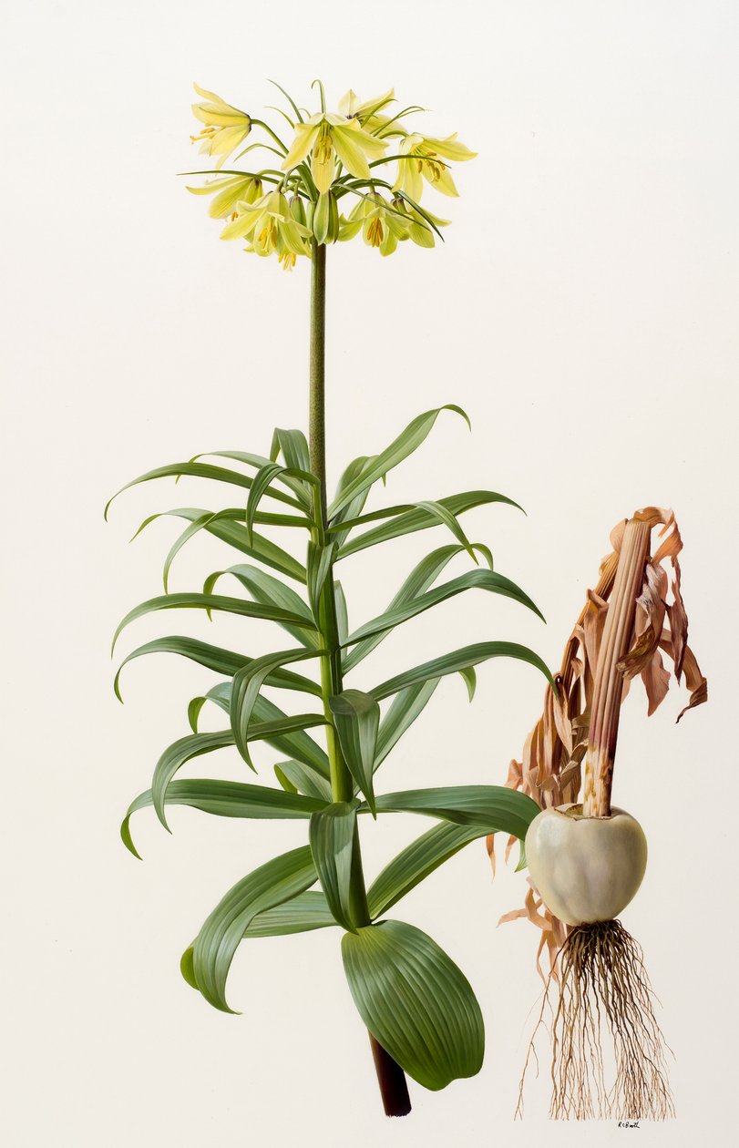 Fritillaria eduardii (olie på plade) af Raymond Booth