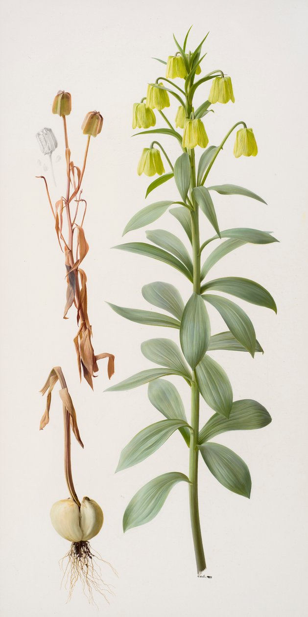 Fritillaria pallidiflora af Raymond Booth