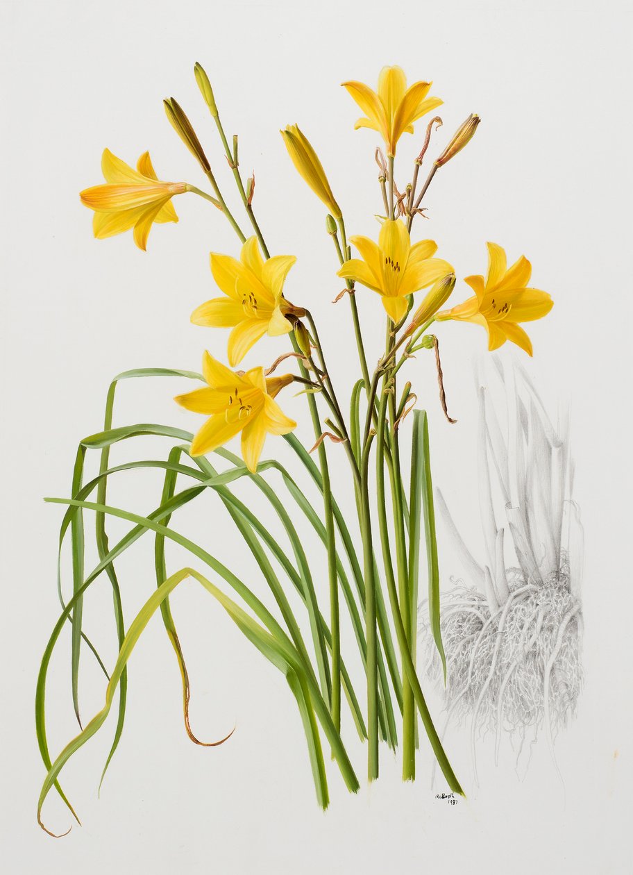 Hemerocallis dumortieri af Raymond Booth