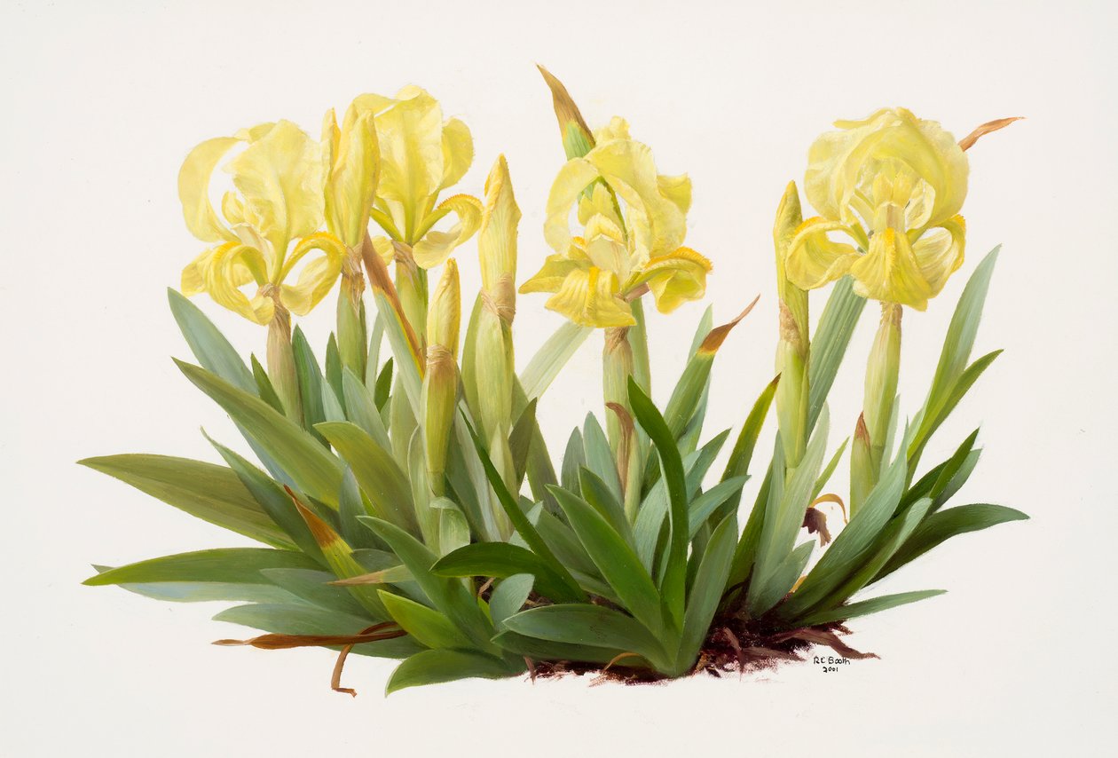 Iris lutescens (olie på papir) af Raymond Booth