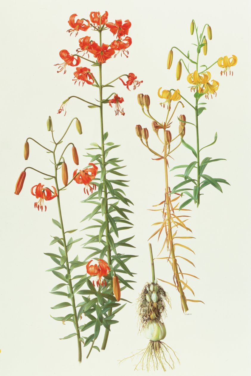 Lilium amabile af Raymond Booth