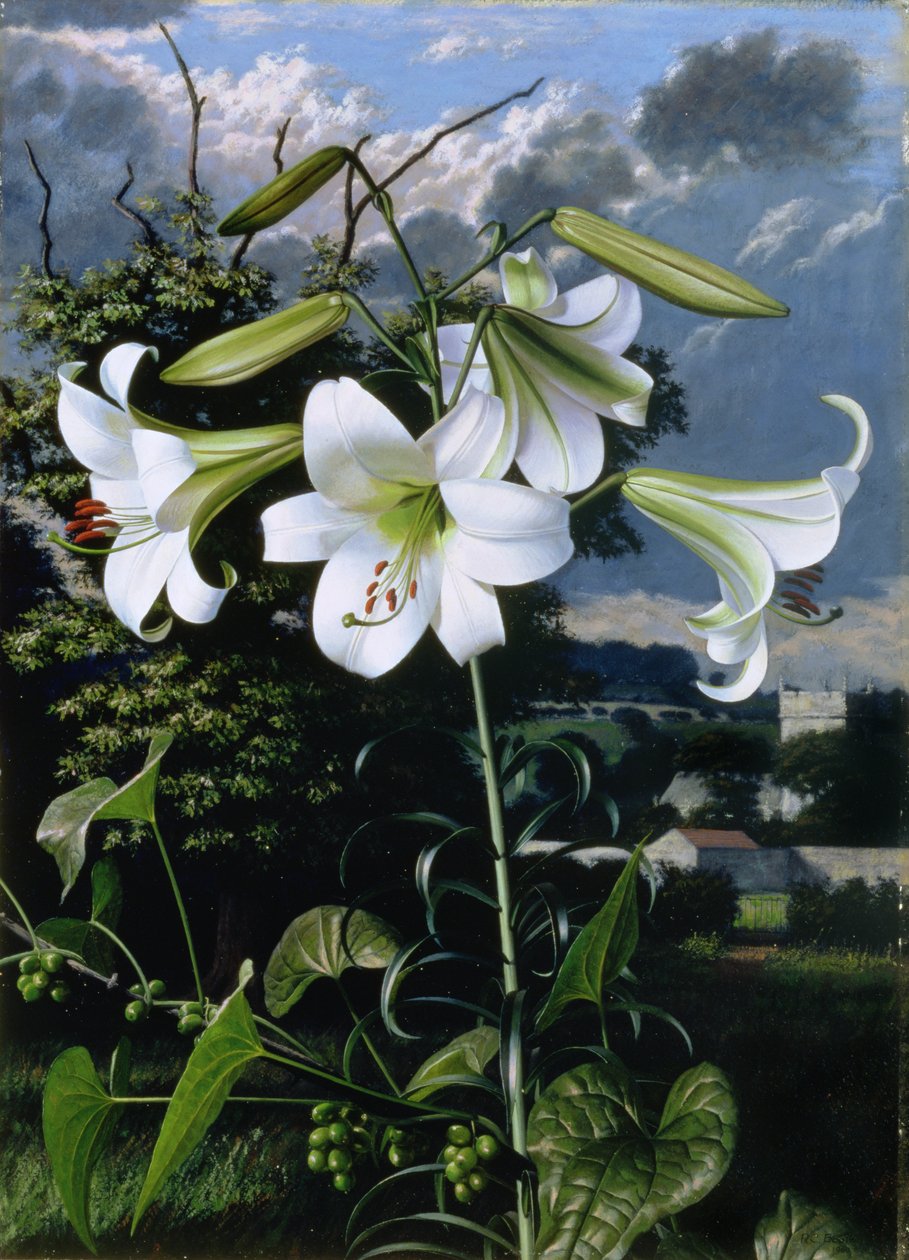 Lilium Emerald, ca. 1959 (olie på plade) af Raymond Booth