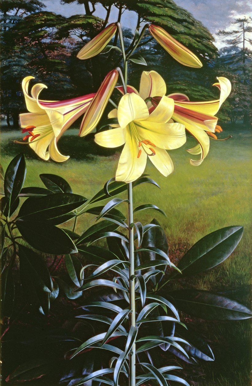 Lilium Golden Clarion af Raymond Booth