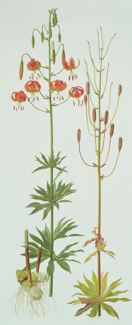 Lilium Pardalinum af Raymond Booth