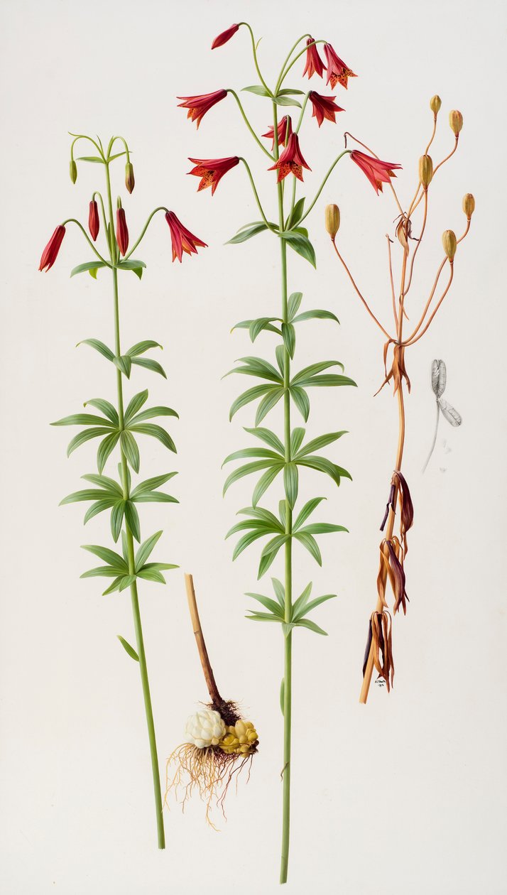 Lilium grayi af Raymond Booth