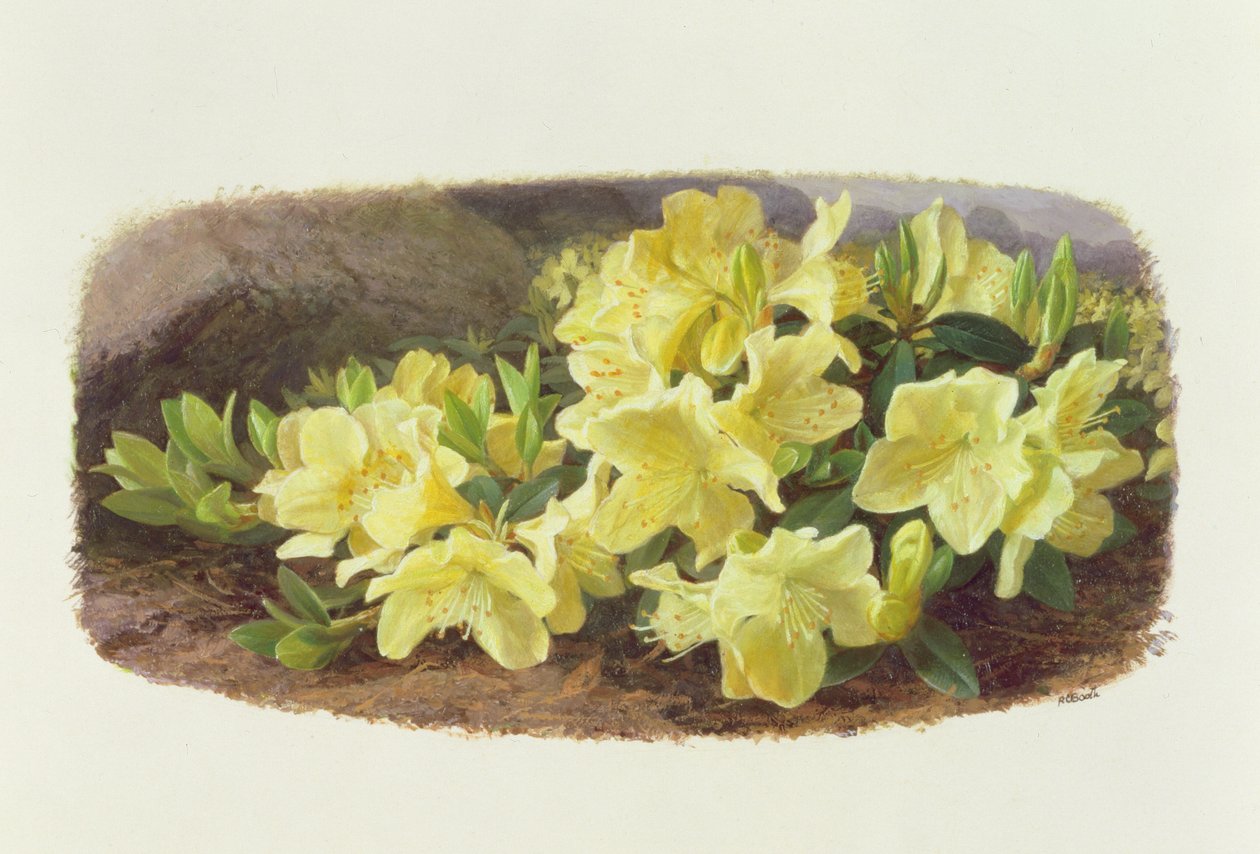 Rhododendron Keiski (olie på papir) af Raymond Booth