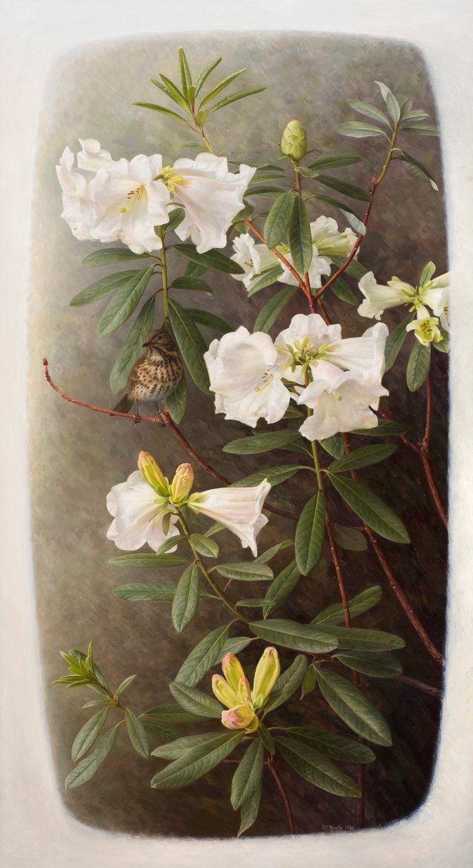 Rhododendron lindleyi af Raymond Booth
