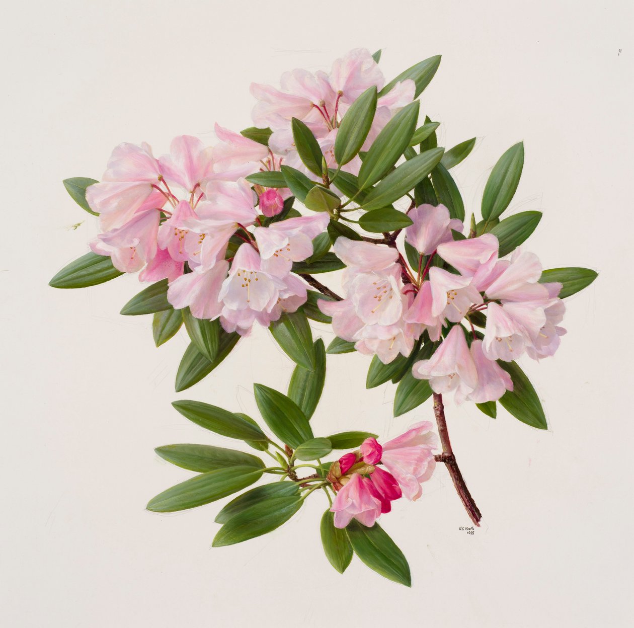 Rhododendron maculiferum anwheiense af Raymond Booth