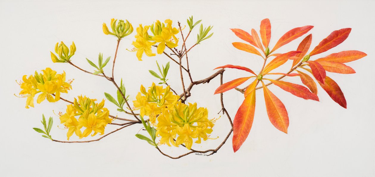 Rhododendron uteum (olie på papir) af Raymond Booth