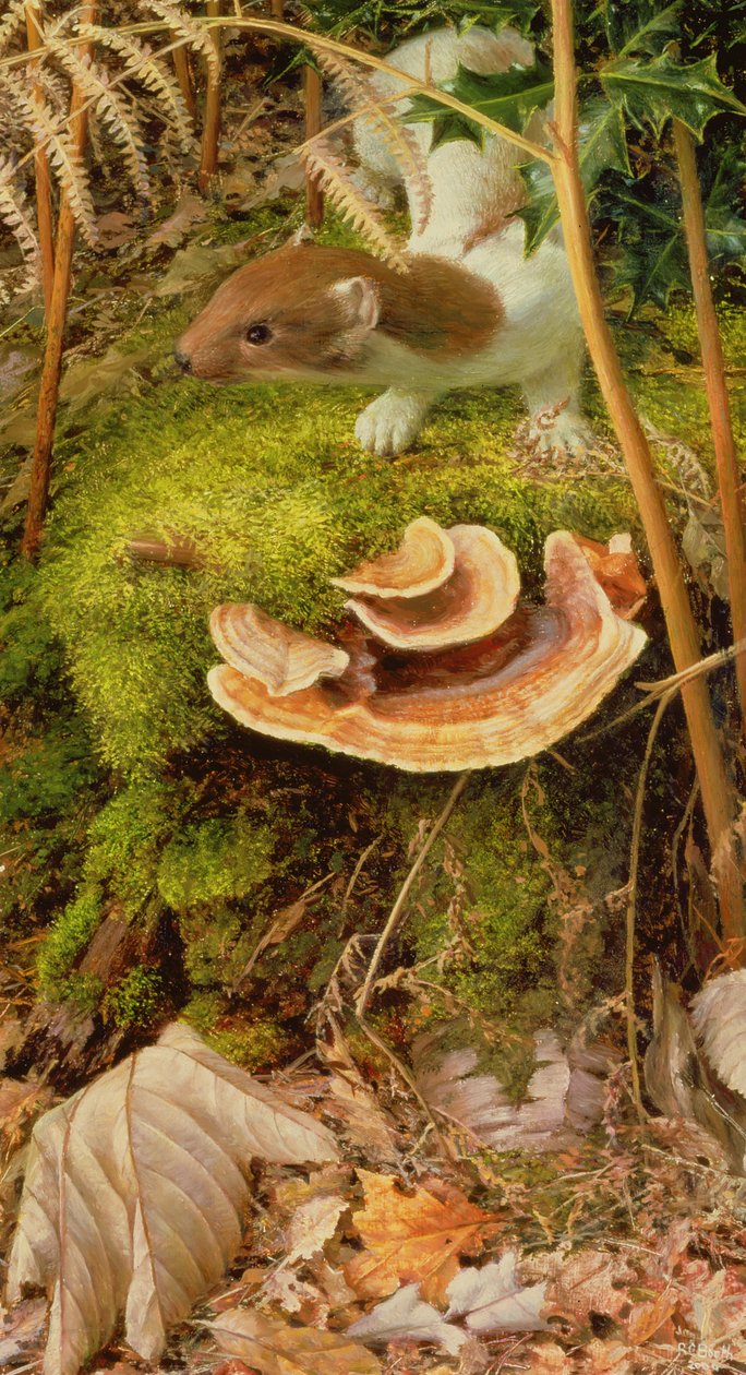 Stoat in Winter, 2000 (olie på plade) af Raymond Booth