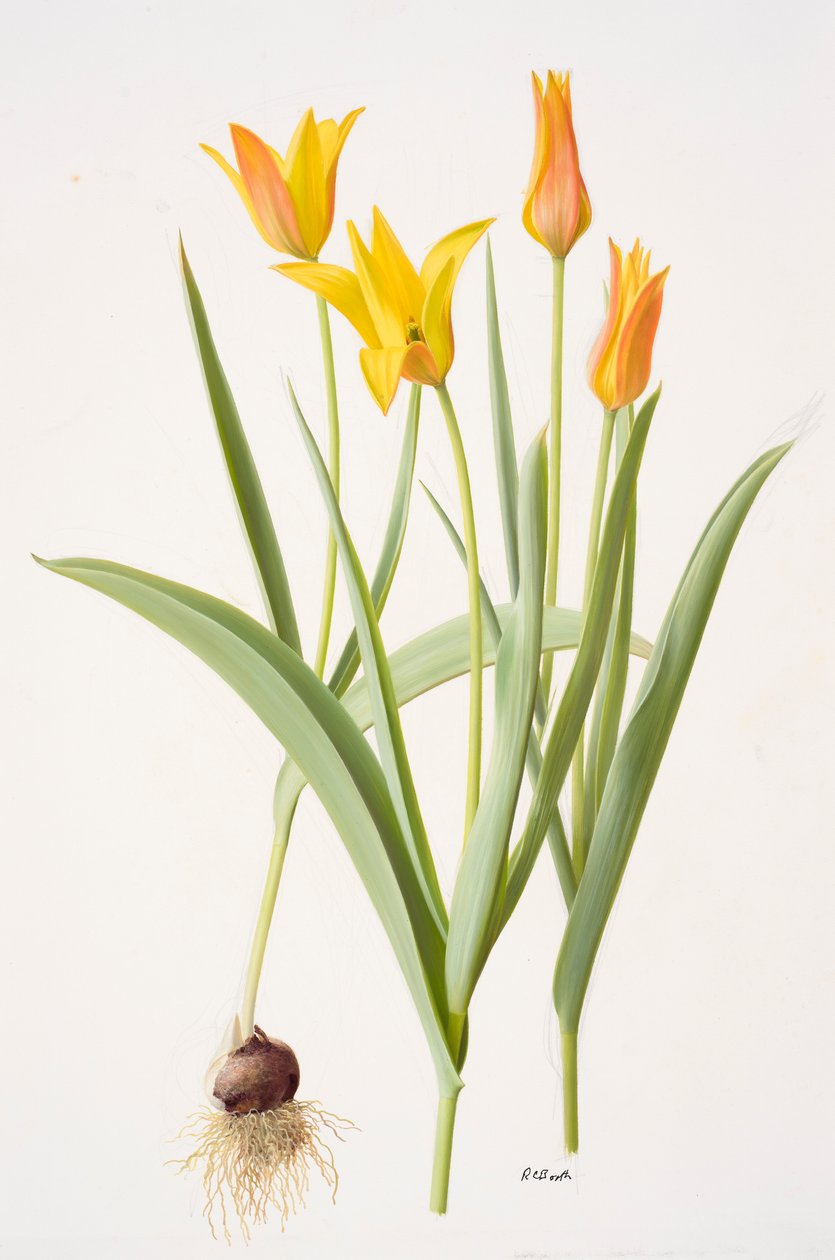 Tulipa ferganica (olie på papir) af Raymond Booth
