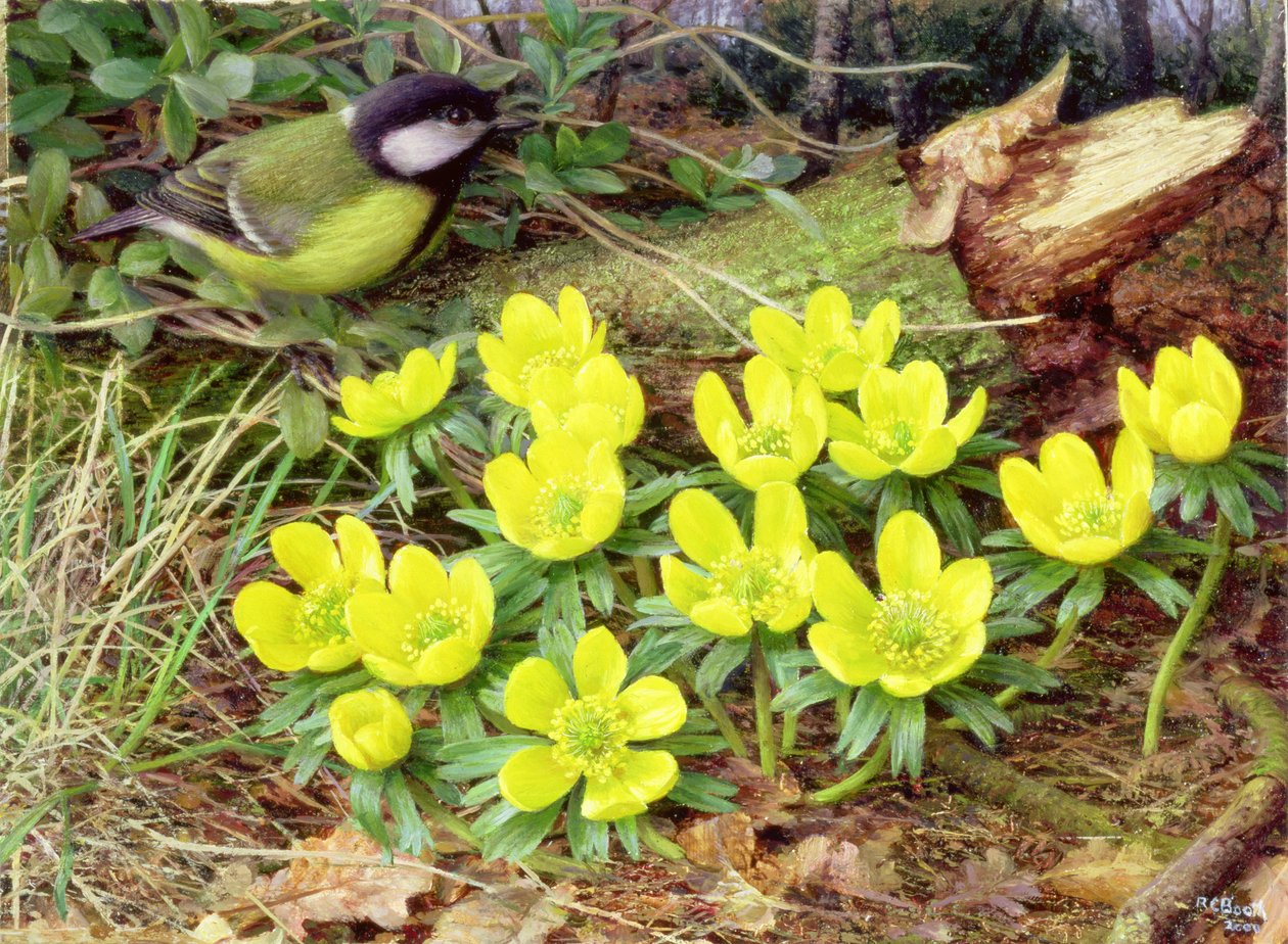 Winter Aconites, 2000 (olie på plade) af Raymond Booth