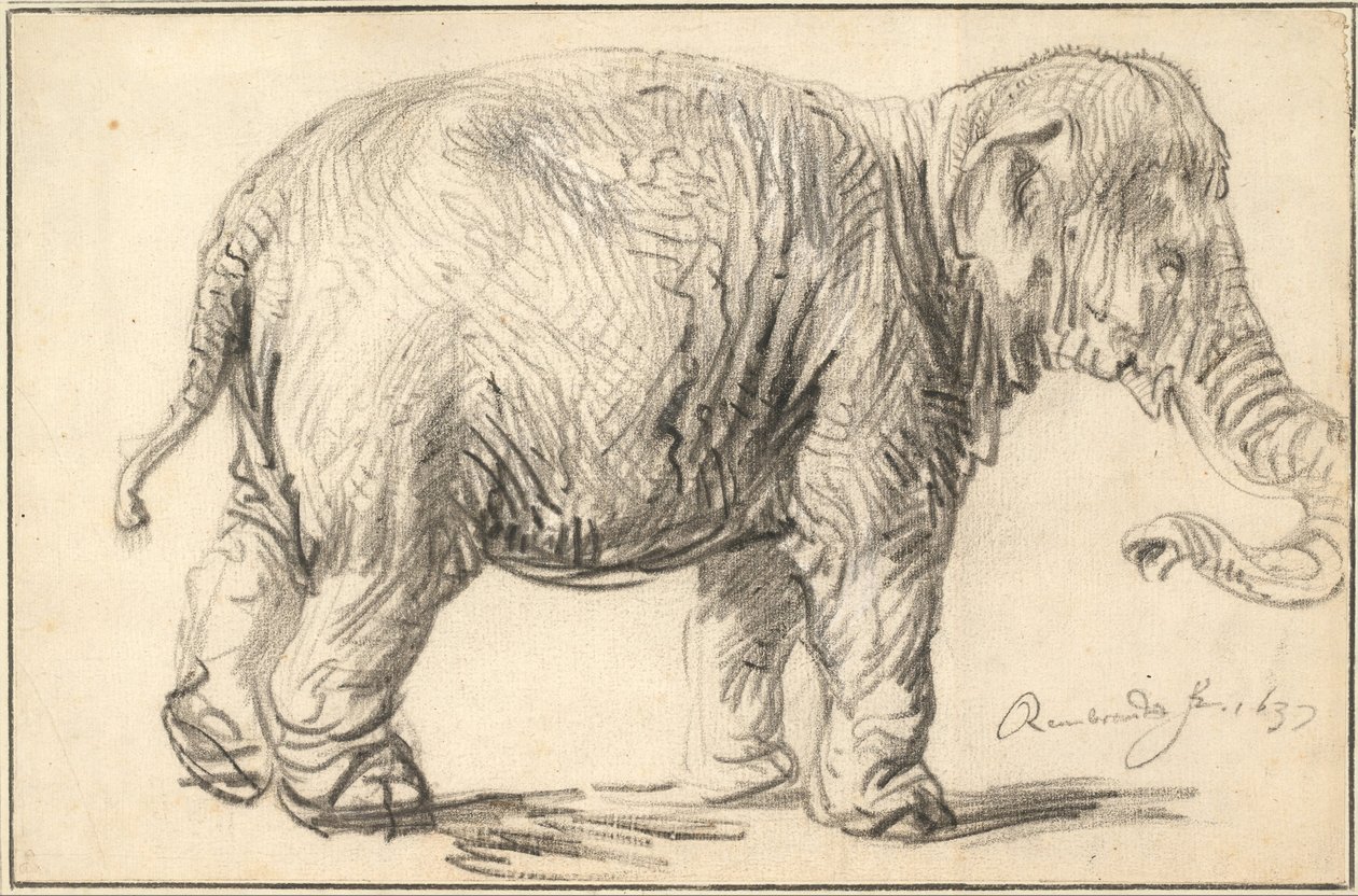 En elefant, 1637 af Rembrandt van Rijn