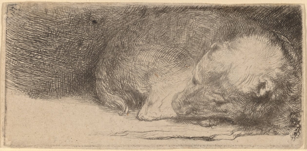 Sovende hvalp af Rembrandt van Rijn