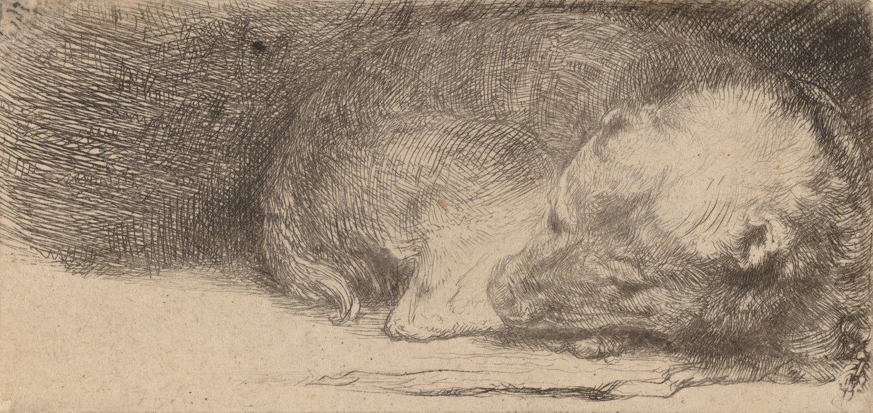 Sovende hvalp, ca. 1640. af Rembrandt van Rijn