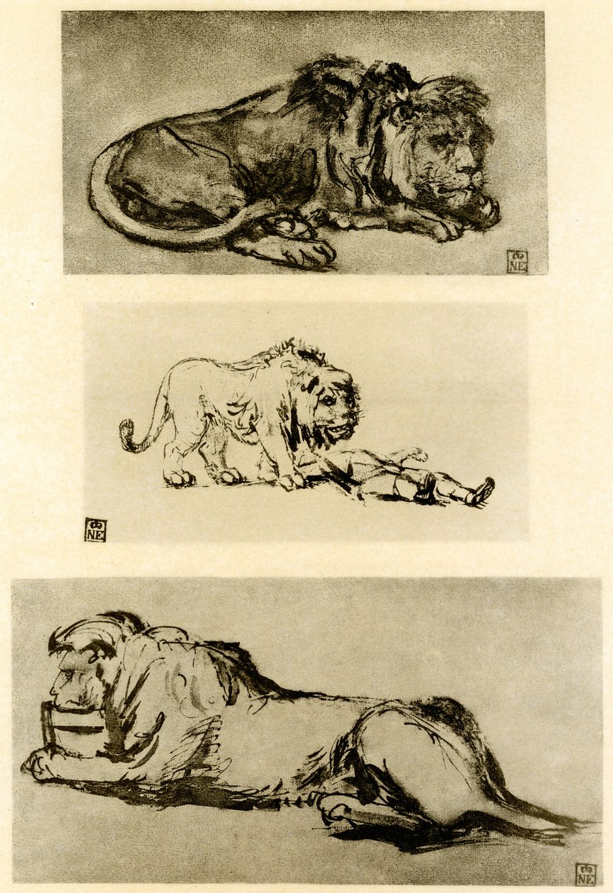 Tre løvestudier af Rembrandt van Rijn