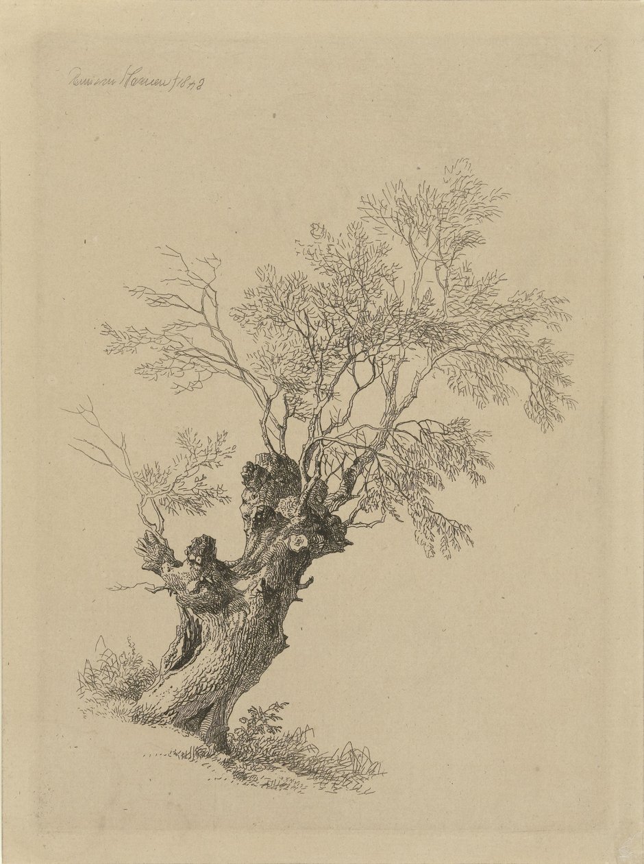 piletræ af Remigius Adrianus Haanen