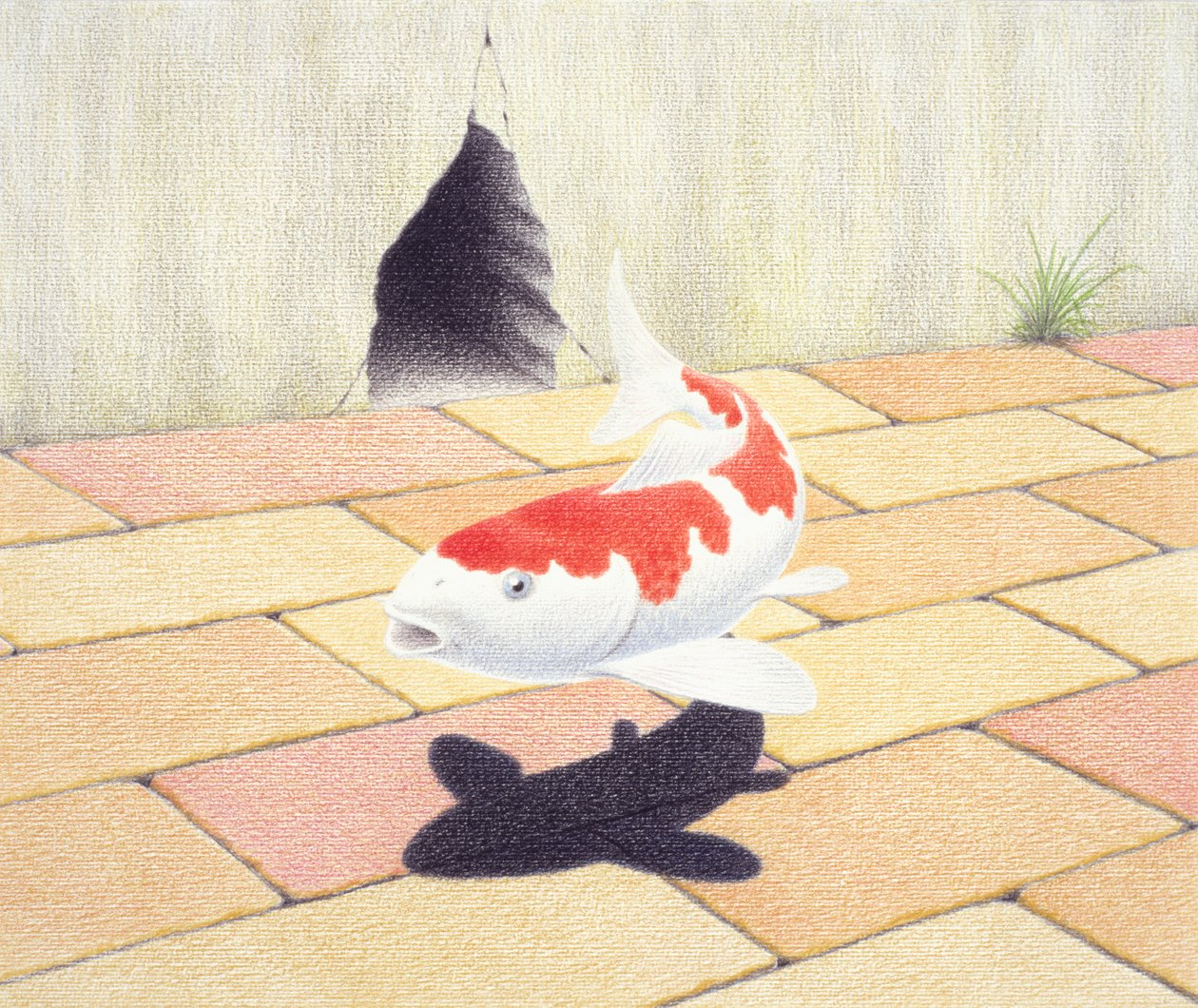 Koi af Rene Boin